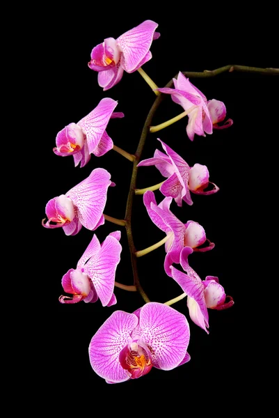Rosa hermosa rama de orquídea aislada sobre fondo negro —  Fotos de Stock