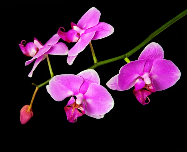 Rosy beautiful orchid branch isolated on black background — Stock Photo, Image