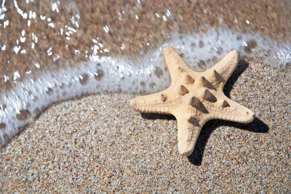 Duas estrelas do mar na praia de areia com fundo de ondas — Fotografia de Stock