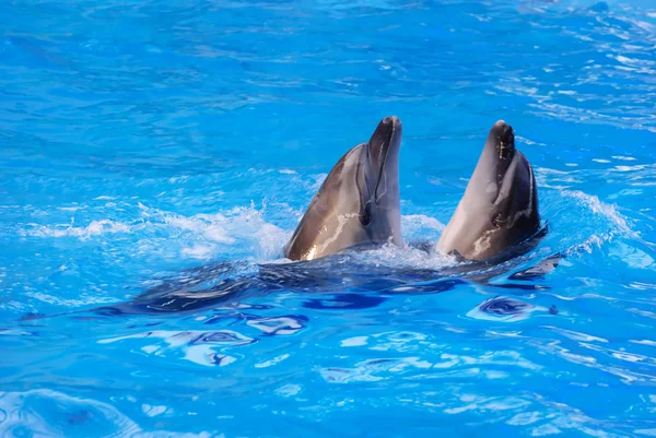 Due delfini nuotano in piscina — Foto Stock