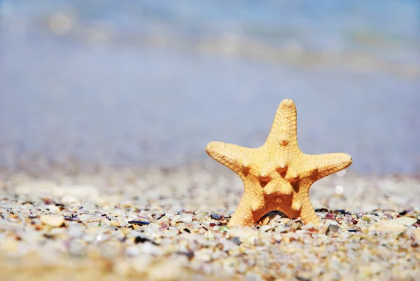 Kum plaj dalgalar arka plan üzerinde iki deniz yıldız — Stok fotoğraf