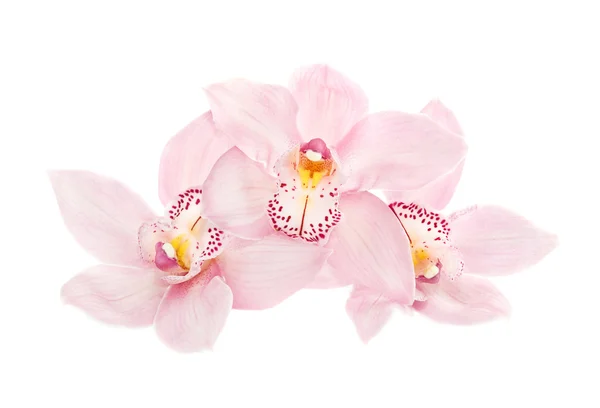 Drie roze orchideeën geïsoleerd op witte achtergrond — Stockfoto