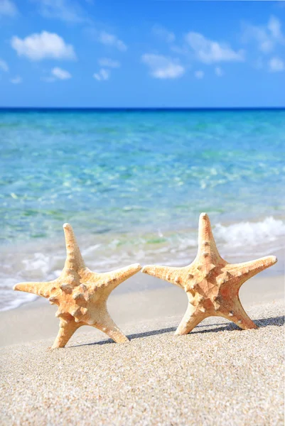 Conceito de férias - duas estrelas do mar andando na praia de areia contra wa — Fotografia de Stock