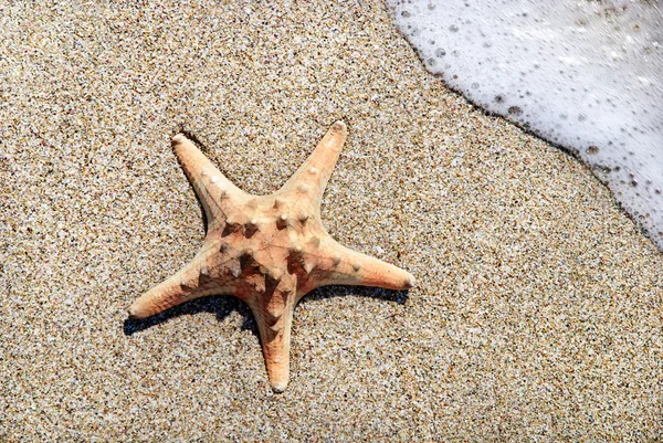 Two sea-stars on sand beach with waves background — Stock Photo, Image