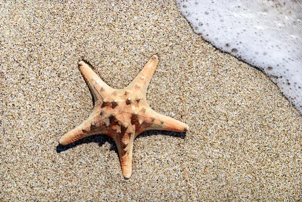 Twee zeesterren op zand strand met golven achtergrond — Stockfoto