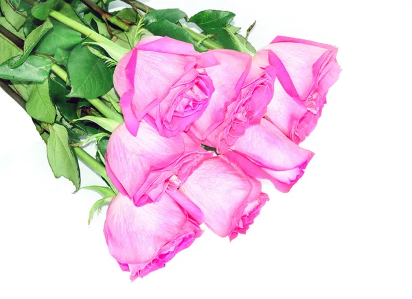 Cinco rosas rosa isoladas sobre fundo branco — Fotografia de Stock