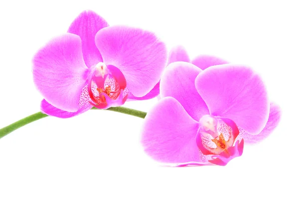 Three rosy beautiful orchids branch isolated on white background — Stock Photo, Image