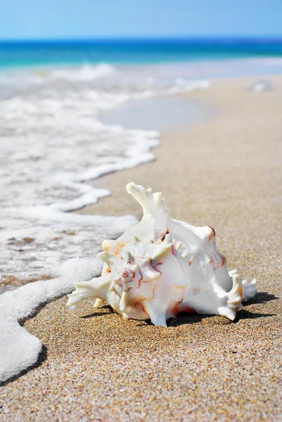 在水中的海滩沙子上白色贝壳 — 图库照片