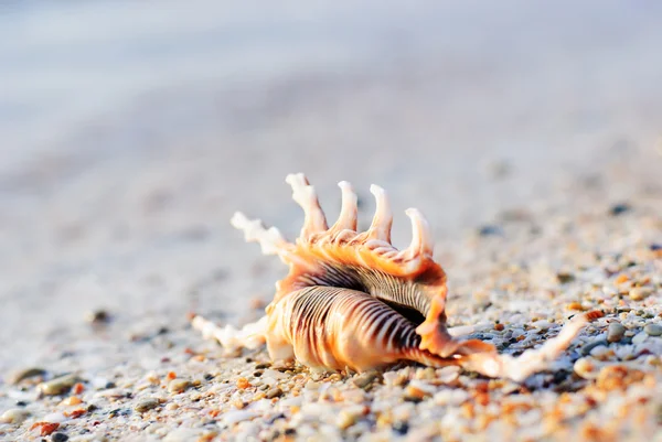 La conchiglia sulla sabbia della spiaggia — Foto Stock