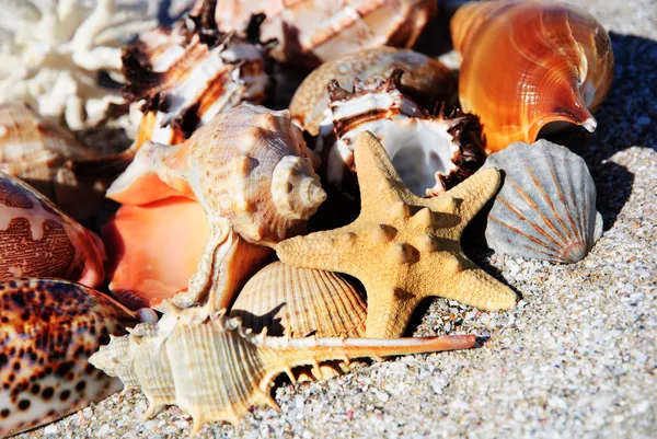 Snäckskal och starfishes på golden sand bakgrund — Stockfoto