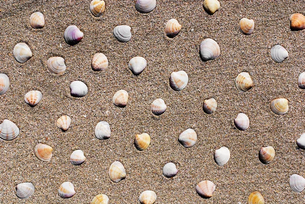 Conchas marinas en la playa arena fondo o textura — Foto de Stock