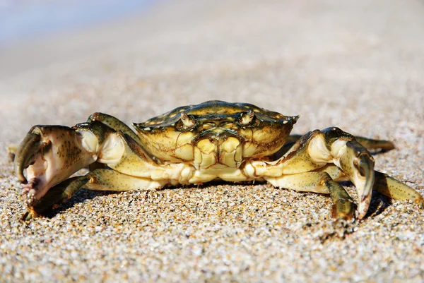 Naturliga krabba på sanden mot havet vid stranden — Stockfoto