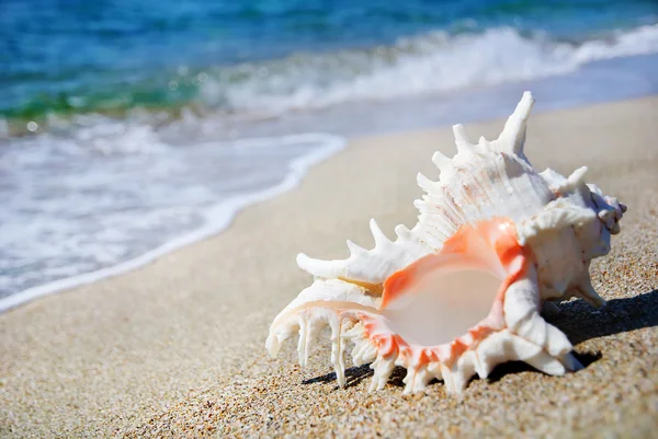 Seashell on the clean sandy beach background — Stock Photo, Image