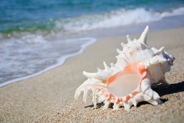 Seashell on the clean sandy beach background — Stock Photo, Image
