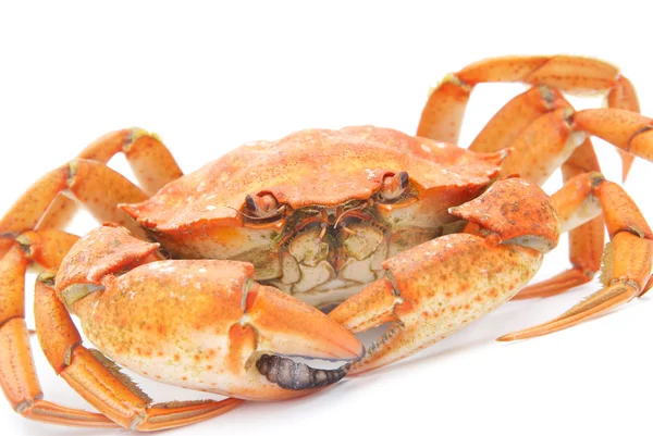 Grote rood gekookte krab geïsoleerd op witte achtergrond — Stockfoto