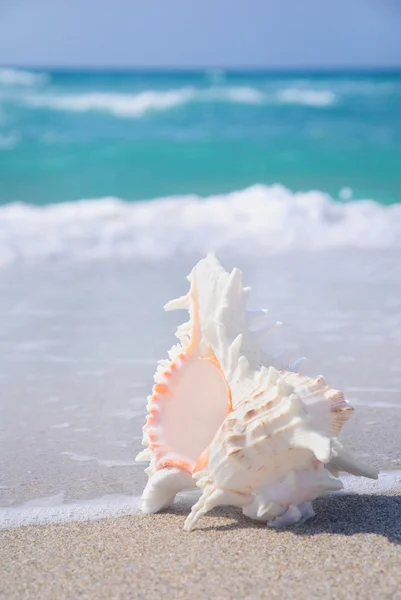 Seashell on clean sandy beach against the blue sea background — Stock Photo, Image