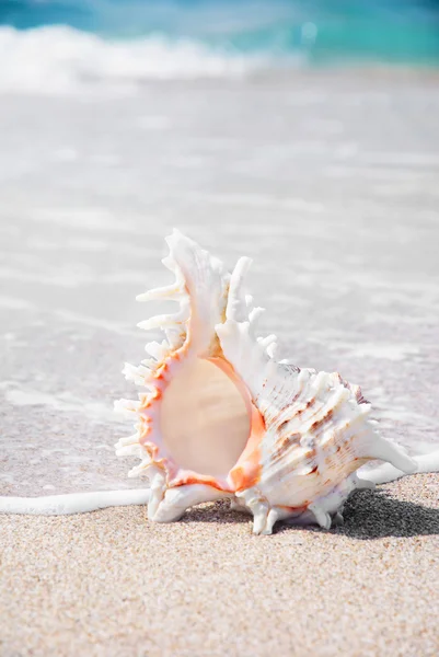 Stor snäcka på ren sandstrand i vatten — Stockfoto