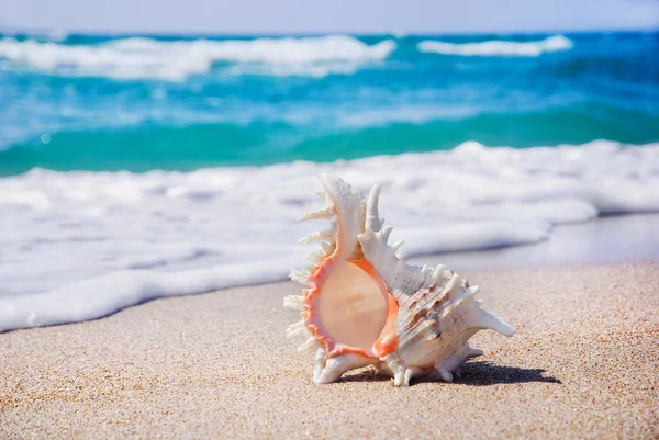 Seashell achtergrond aan het schone zandstrand tegen golven — Stockfoto