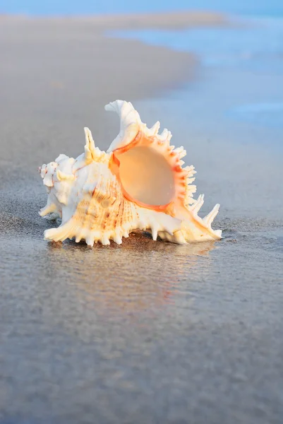 Gran concha marina en la playa limpia en el agua — Foto de Stock