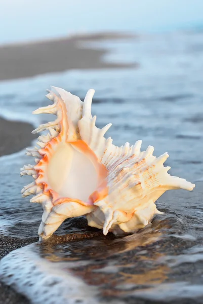 Seashell on the sandy beach in water — Stock Photo, Image