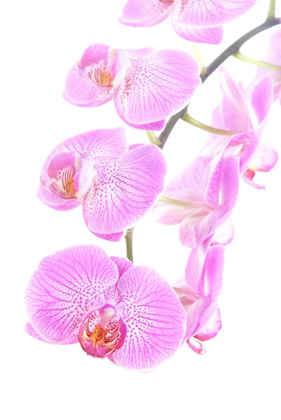 Rosa bella orchidea spray isolato su sfondo bianco Foto Stock