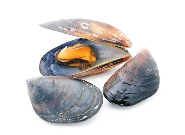 Grupp av kokt musslor i skal isolerad på vit bakgrund Royaltyfria Stockfoton