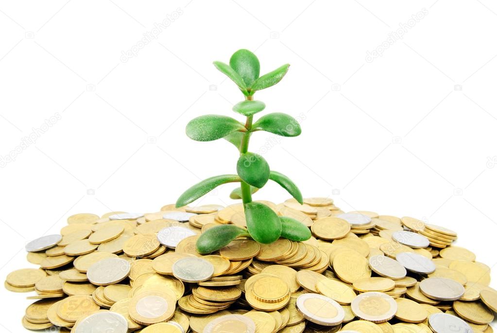plant growing out of gold coins isolated on white background
