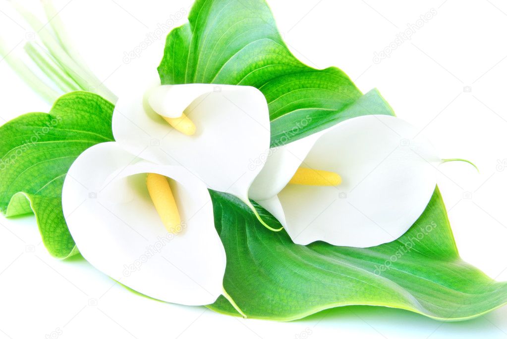 three white Calla lilies bouquet with leaf isolated on a white b