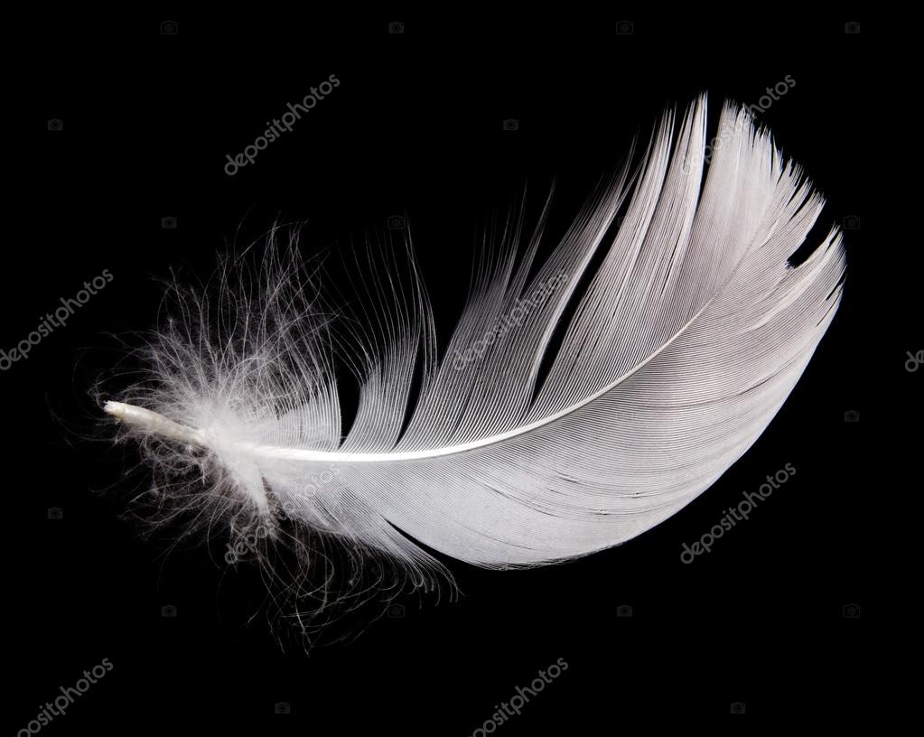 Image of a swan feather Swan feather — Stock Photo © EM_prize 22462863