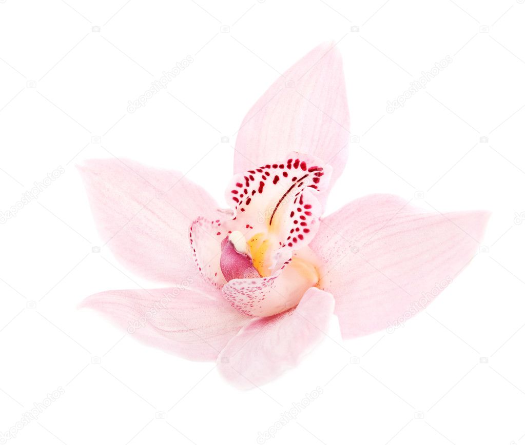 rosy orchid isolated on white background