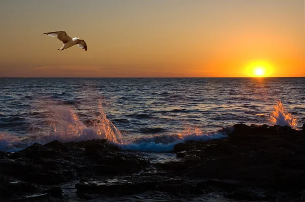 Pôr do sol sob o mar tempestade com gaivota — Fotografia de Stock