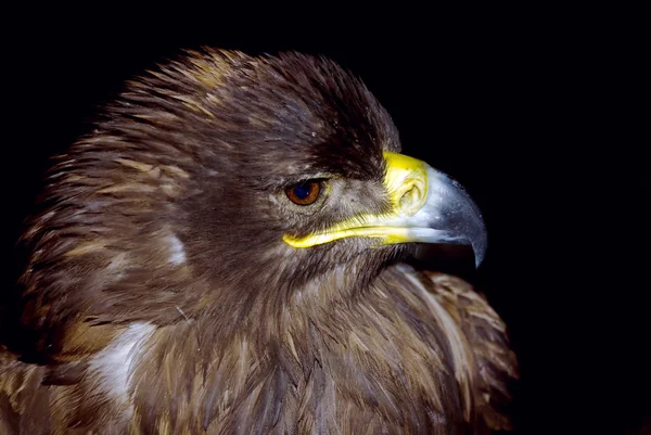 Steinadler — Stockfoto