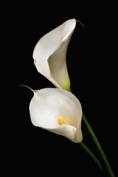 Tres lirios blancos de Calla sobre un fondo negro —  Fotos de Stock