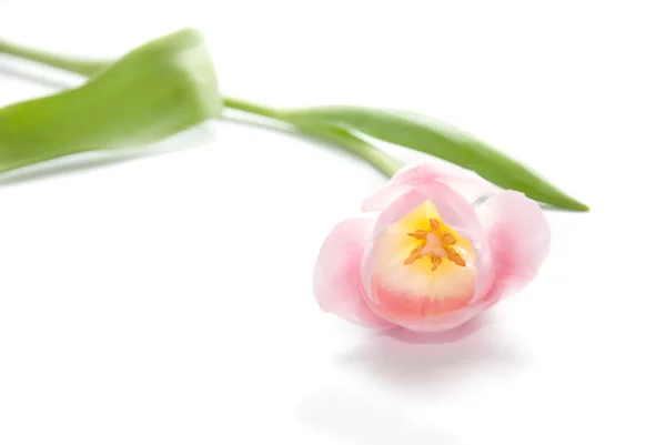 Розовый тюльпан на белом фоне — стоковое фото