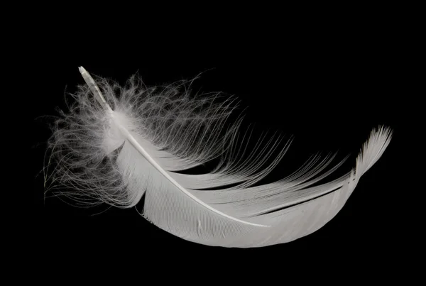 Κύκνος φτερό — Φωτογραφία Αρχείου