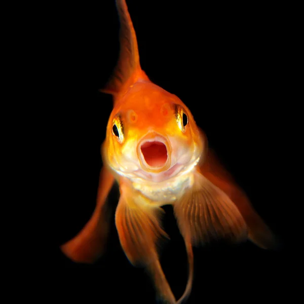 Pescado dorado aislado sobre fondo negro — Foto de Stock