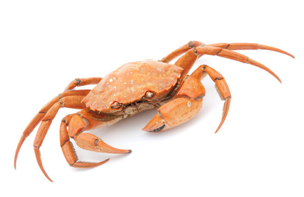 Red boiled crab isolated on white background