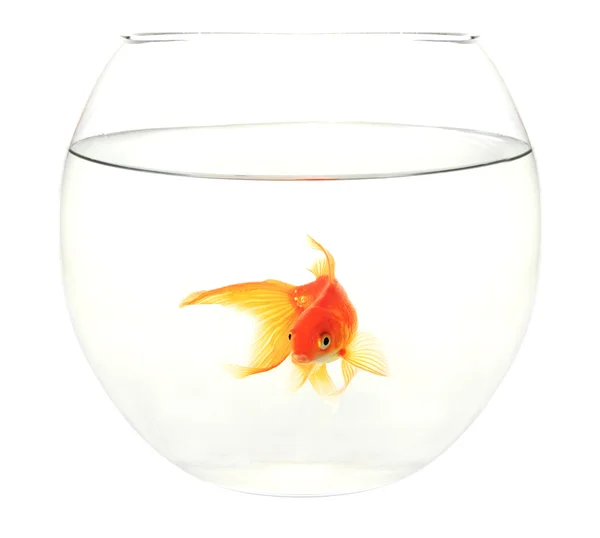 Золотая рыба в круглом аквариуме на белом фоне — стоковое фото