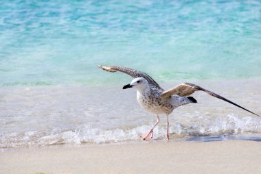 Sahilde deniz martı