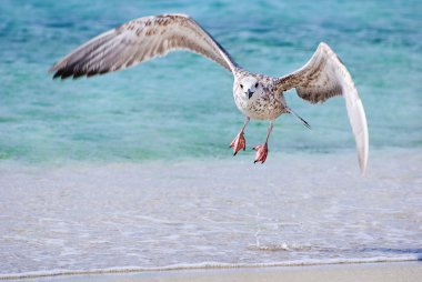 Sea gull kum plaj