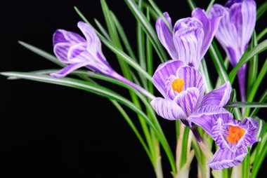 siyah arka plan üzerine izole Çiğdem bahar çiçekleri