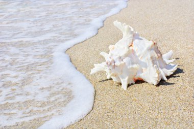 Dalga sıçramalarına kumlu plajda büyük deniz kabuğu