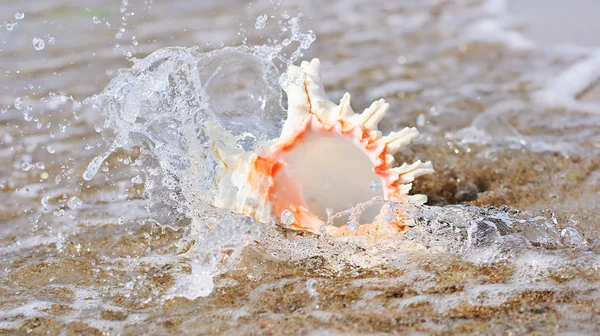 波飛沫の砂浜に大きな貝 — ストック写真