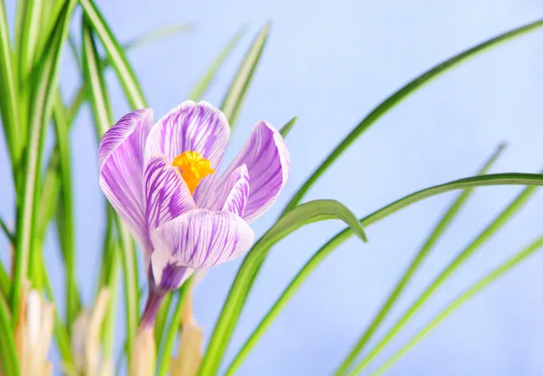 Spring crocus flower against blue sky — Stock Photo, Image