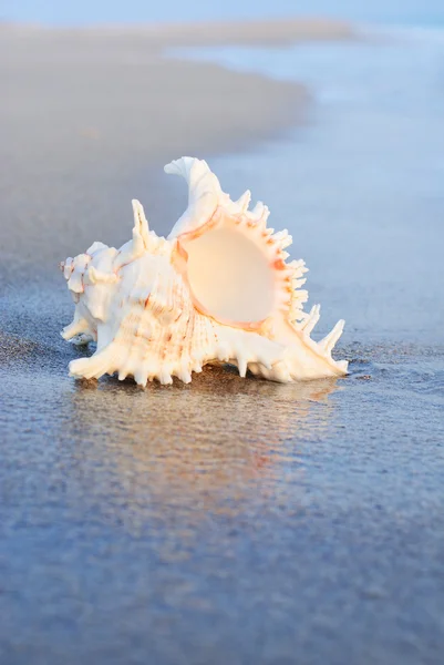 Раковина на песчаном пляже волнами — стоковое фото