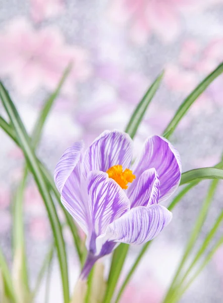 Beautiful crocus flower with leaves against meadow — Stock Photo, Image