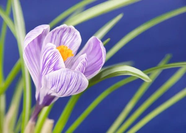 Krokus kwiat na niebieskim tle — Zdjęcie stockowe