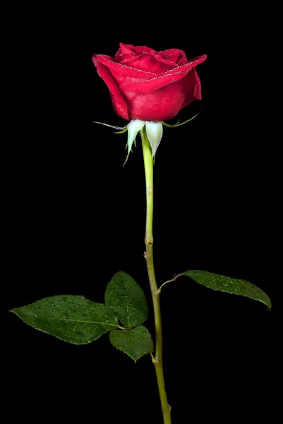 Rosa vermelha isolada em preto — Fotografia de Stock