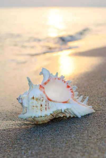 Seashell on sandy beach against sunset — Stock Photo, Image