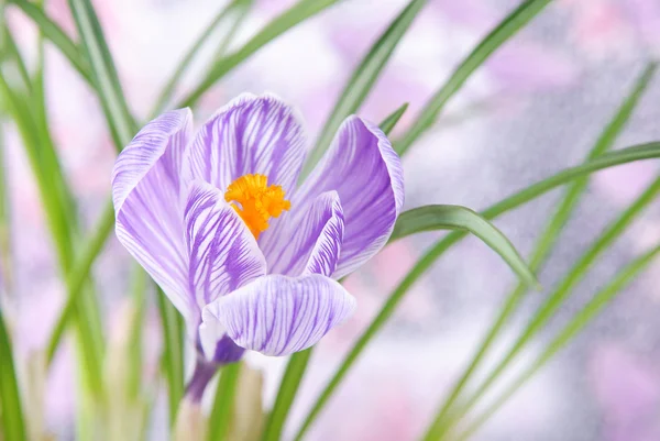 Beautiful crocus flower with leaves against meadow — Stock Photo, Image